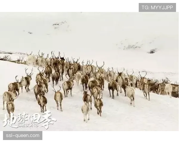 广播语言本土化:为扩大国际影响,联盟支持创建十种小众语言解说频道 广播语言本土化:为扩大国际影响,联盟支持创建十种小众语言解说频道